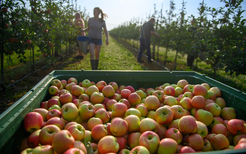 Ein paar Äpfel sind dann doch dran. Die Obstbauern erwarten aber eine schwache Gesamternte. (Archivbild) - Foto: Klaus-Dietmar Gabbert/dpa Ein paar Äpfel sind dann doch dran. Die Obstbauern erwarten aber eine schwache Gesamternte. (Archivbild) - Foto: Klaus-Dietmar Gabbert/dpa