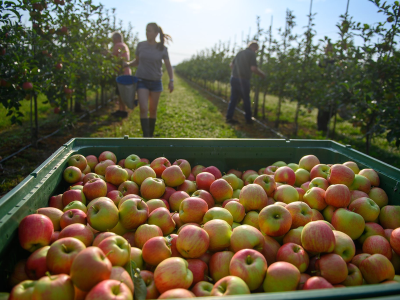 Ein paar Äpfel sind dann doch dran. Die Obstbauern erwarten aber eine schwache Gesamternte. (Archivbild) - Foto: Klaus-Dietmar Gabbert/dpa