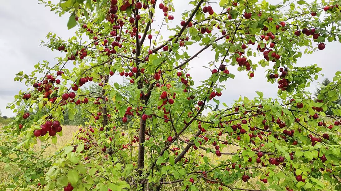 Kirschpflaume (Archiv) - Bild: über dts Nachrichtenagentur