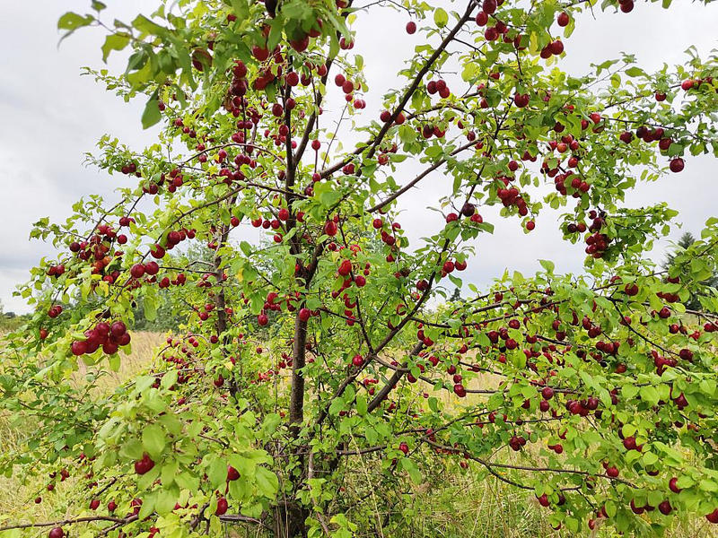 Kirschpflaume (Archiv) - Foto: über dts Nachrichtenagentur
