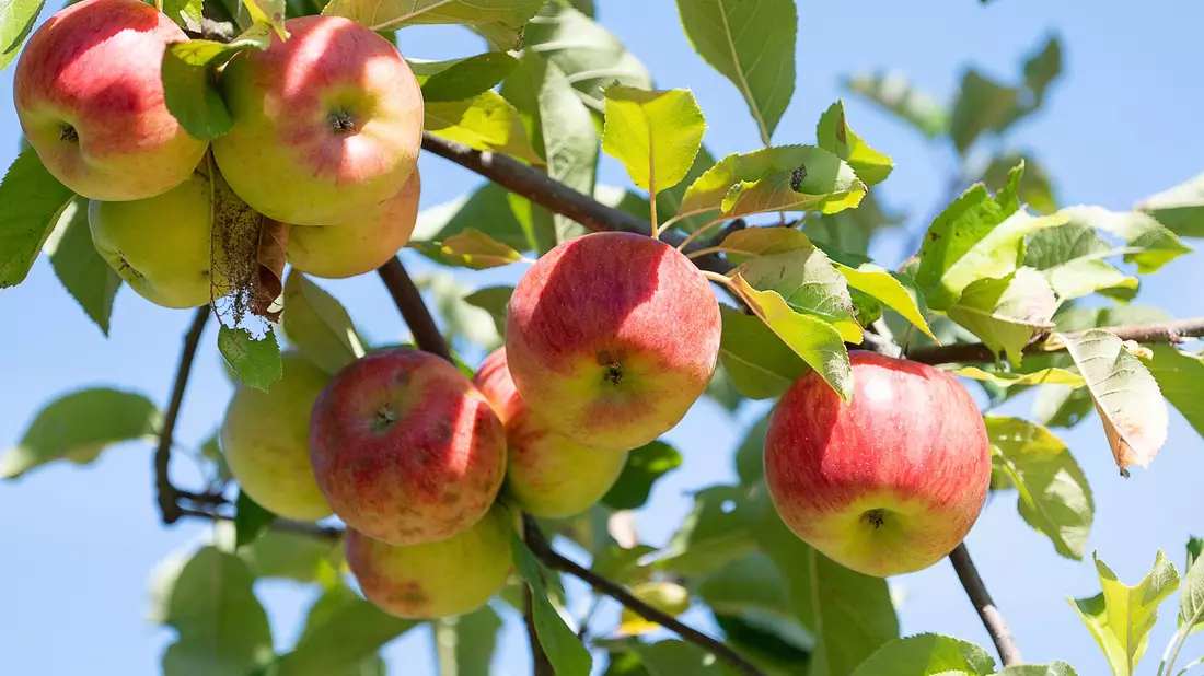 Obstbaubetriebe rechnen mit mehr als einer Million Tonnen Äpfeln (Archivbild) - Bild: Sebastian Gollnow/dpa