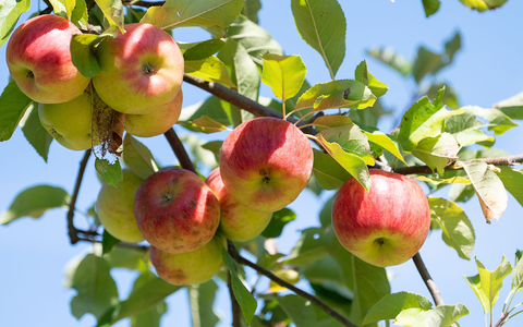 Obstbaubetriebe rechnen mit mehr als einer Million Tonnen Äpfeln (Archivbild) - Foto: Sebastian Gollnow/dpa
