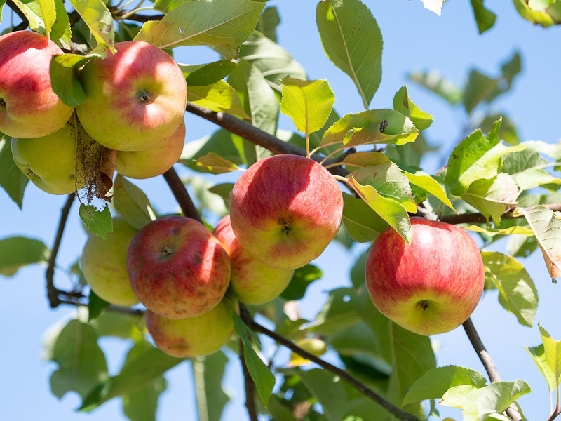Obstbaubetriebe rechnen mit mehr als einer Million Tonnen Äpfeln (Archivbild) - Foto: Sebastian Gollnow/dpa