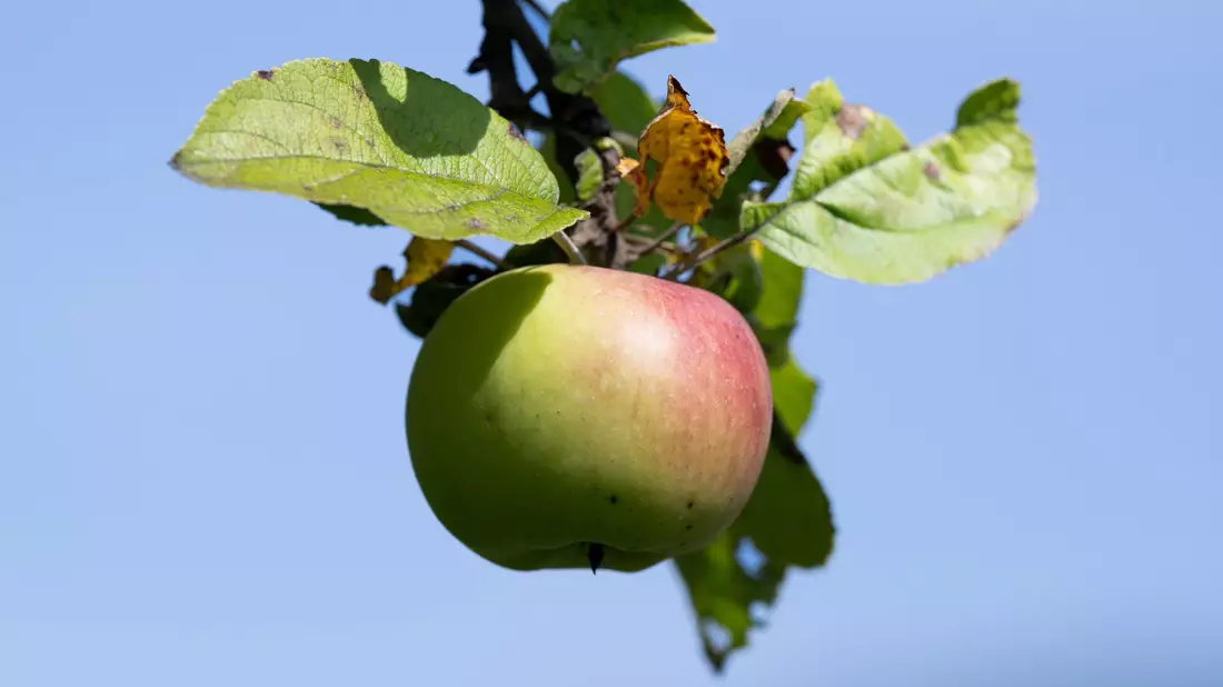 Äpfel von Streuobstwiesen werden bevorzugt zu Apfelwein verarbeitet. (Archivbild) - Bild: Boris Roessler/dpa