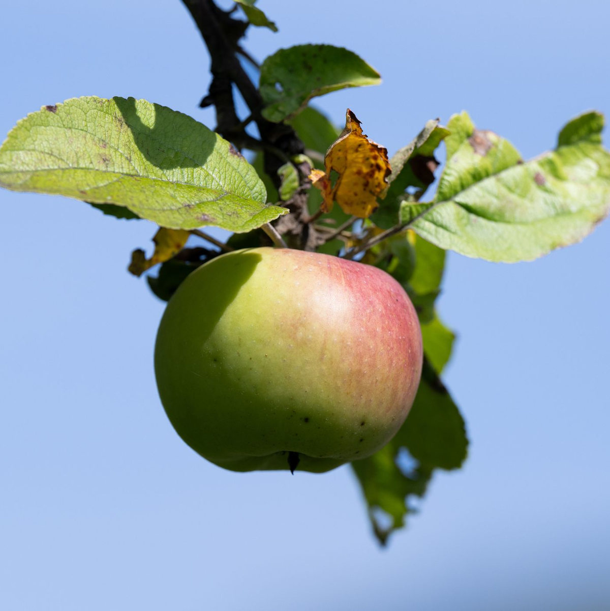 Äpfel von Streuobstwiesen werden bevorzugt zu Apfelwein verarbeitet. (Archivbild) - Foto: Boris Roessler/dpa