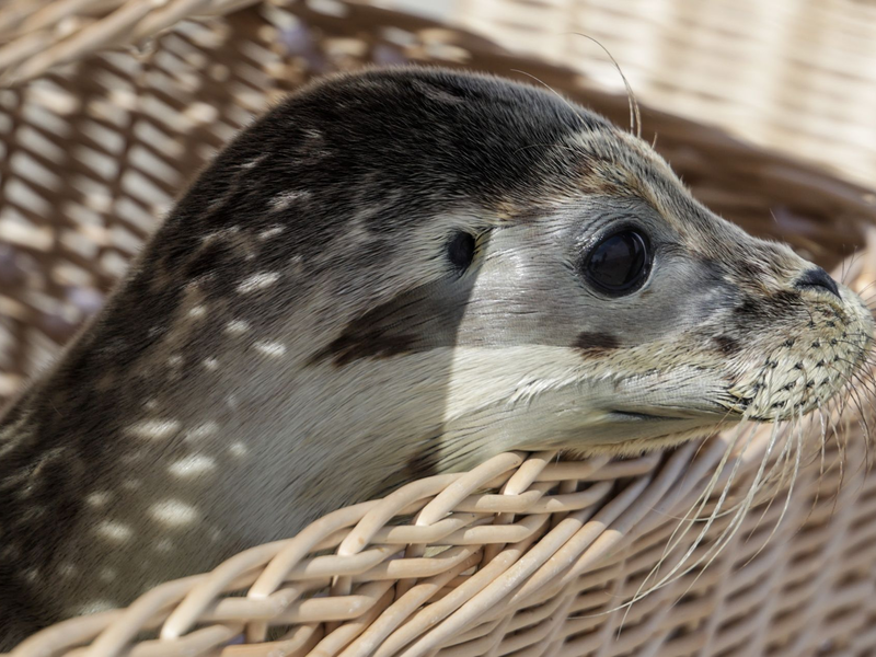 Die jetzt noch an den Stränden gefundenen Jungtiere brauchen in der Regel weder die Hilfe ihrer Mutter noch die von Menschen, sondern nur Ruhe. - Foto: Focke Strangmann/dpa