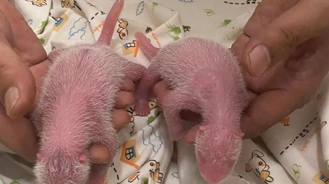 Die Zeit kurz nach der Geburt ist besonders kritisch bei Panda-Babys.  - Bild: Ocean Park Hongkong/XinHua/dpa