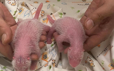 Die Zeit kurz nach der Geburt ist besonders kritisch bei Panda-Babys.  - Foto: Ocean Park Hongkong/XinHua/dpa