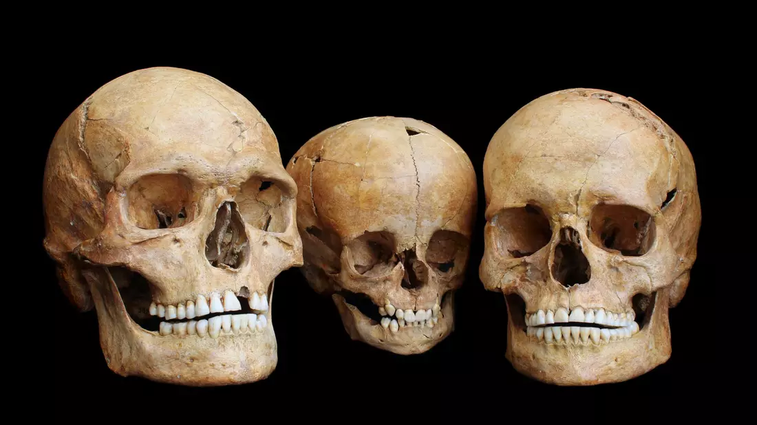 Eiszeit-Europäer wären im Westen Europas wohl fast ausgestorben. - Bild: Osteologische Sammlung, Universität Tübingen/dpa