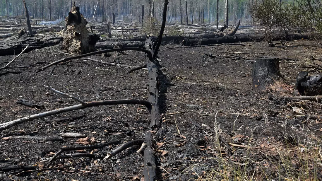 Im vergangenen Jahr brannten bei Jüterbog etliche Hektar Wald ab. (Archivbild) - Bild: Michael Bahlo/dpa