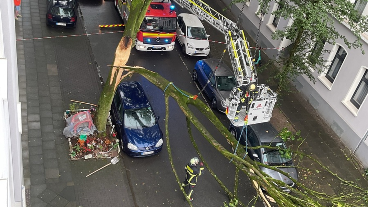 FW-DO: Abgeknickter Baum zerstört drei PKW und einen Motorroller - Foto: presseportal.de