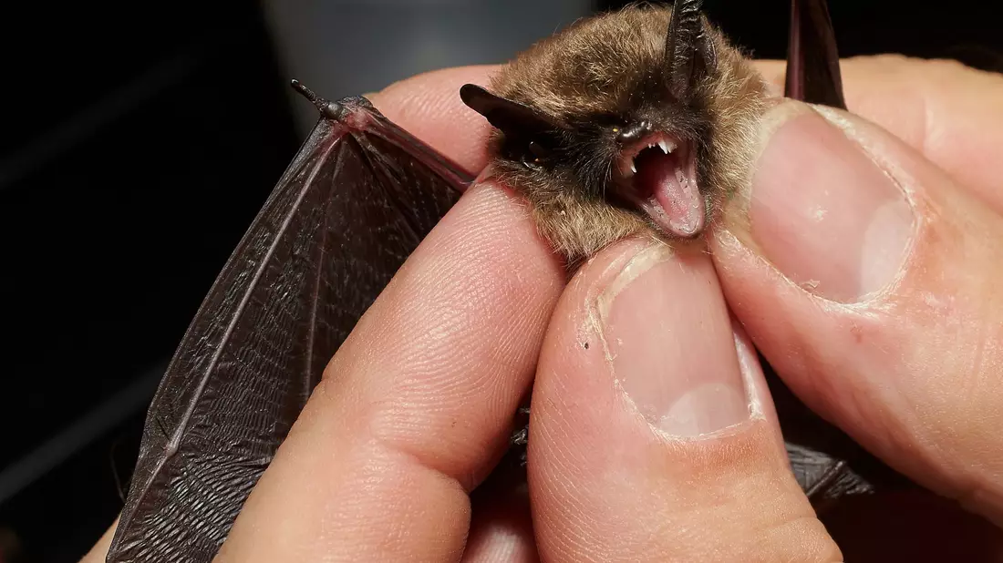 Bei der «Batnight» am 24. August dreht sich alles um die Fledermaus. (Archivbild) - Bild: Thomas Frey/dpa
