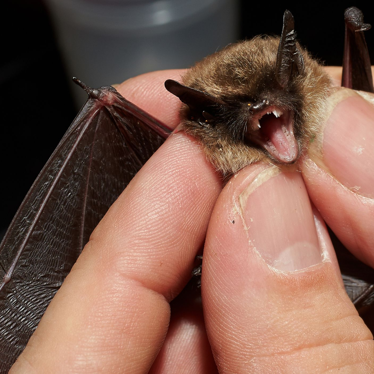 Bei der «Batnight» am 24. August dreht sich alles um die Fledermaus. (Archivbild) - Foto: Thomas Frey/dpa