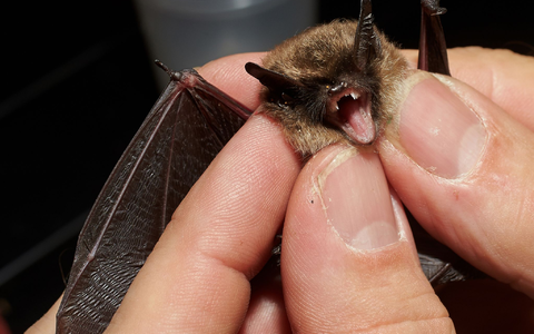 Bei der «Batnight» am 24. August dreht sich alles um die Fledermaus. (Archivbild) - Foto: Thomas Frey/dpa