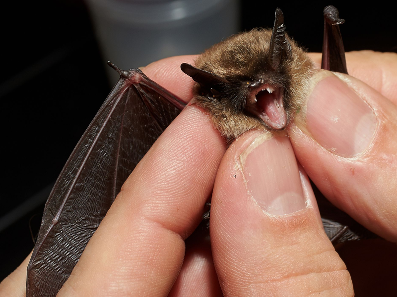 Bei der «Batnight» am 24. August dreht sich alles um die Fledermaus. (Archivbild) - Foto: Thomas Frey/dpa