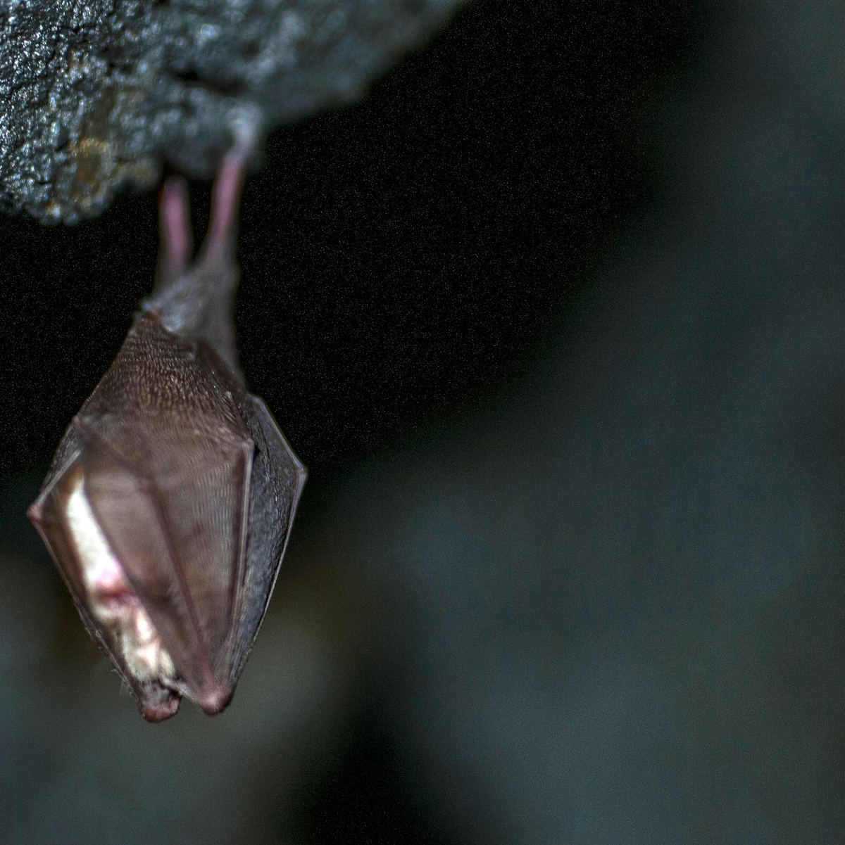 Die Kleine Hufeisennase gilt in vielen Bundesländern schon als ausgestorben. (Archivbild) - Foto: Pia Bayer/dpa