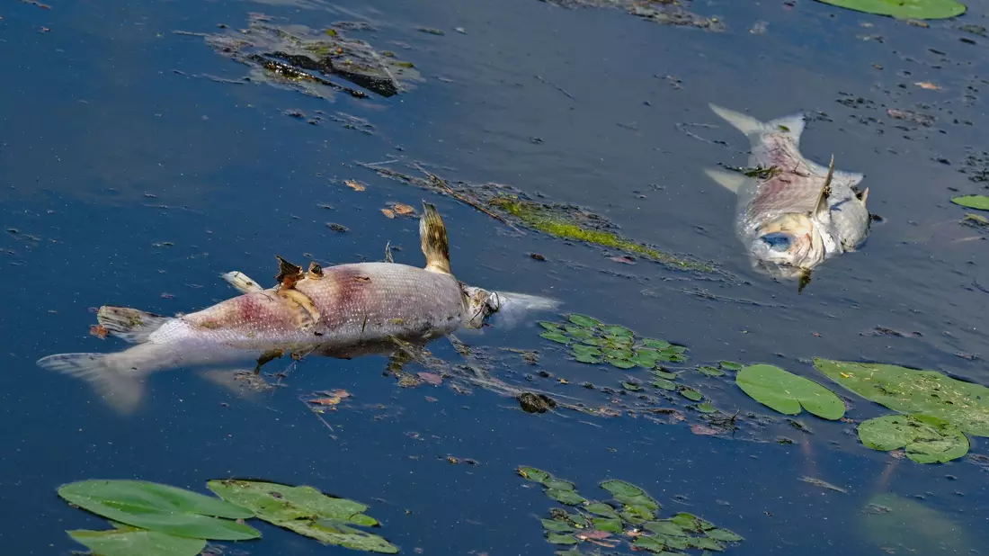 Tote Fische treiben in einem Nebenarm der Oder. Polen kämpft derzeit mit der Blüte giftiger Goldalgen in Gewässer, die mit der Oder verbunden sind. (Archivbild) - Bild: Patrick Pleul/dpa