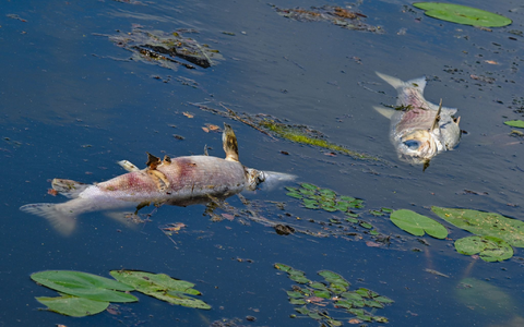 Tote Fische treiben in einem Nebenarm der Oder. Polen kämpft derzeit mit der Blüte giftiger Goldalgen in Gewässer, die mit der Oder verbunden sind. (Archivbild) - Foto: Patrick Pleul/dpa