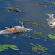Tote Fische treiben in einem Nebenarm der Oder. Polen kämpft derzeit mit der Blüte giftiger Goldalgen in Gewässer, die mit der Oder verbunden sind. (Archivbild) - Foto: Patrick Pleul/dpa