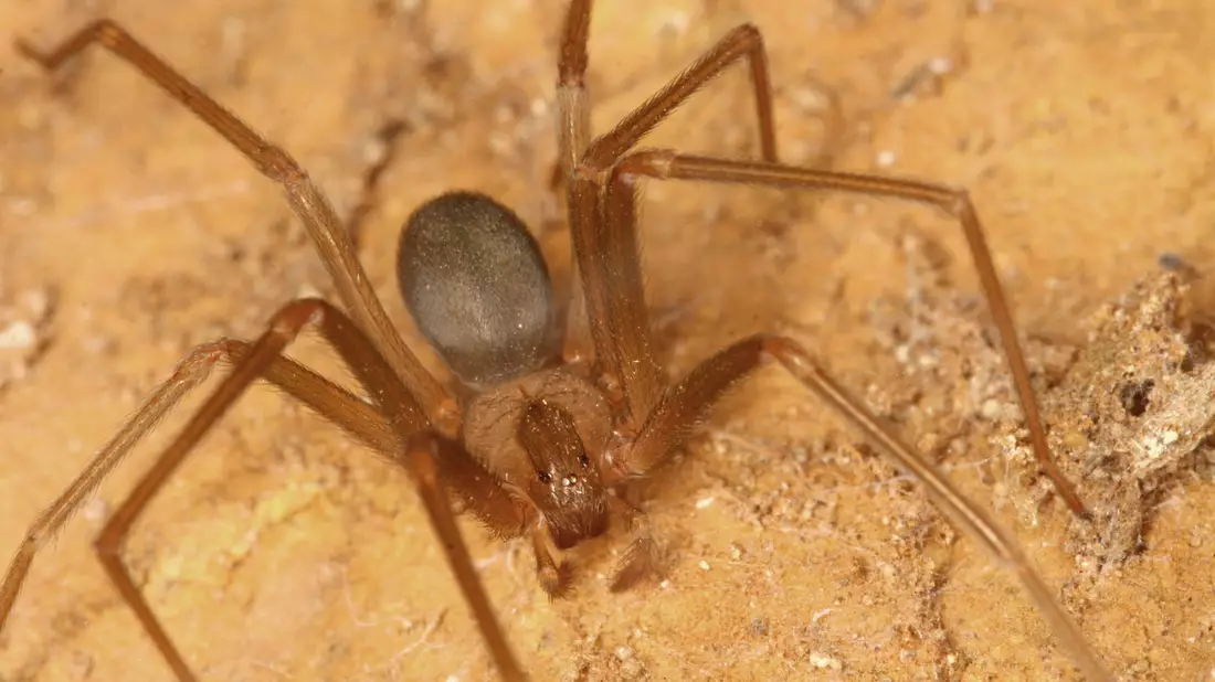 Braune Violinspinne - Bild: Peter Jäger/Senckenberg Gesellschaft für Naturforschung/dpa
