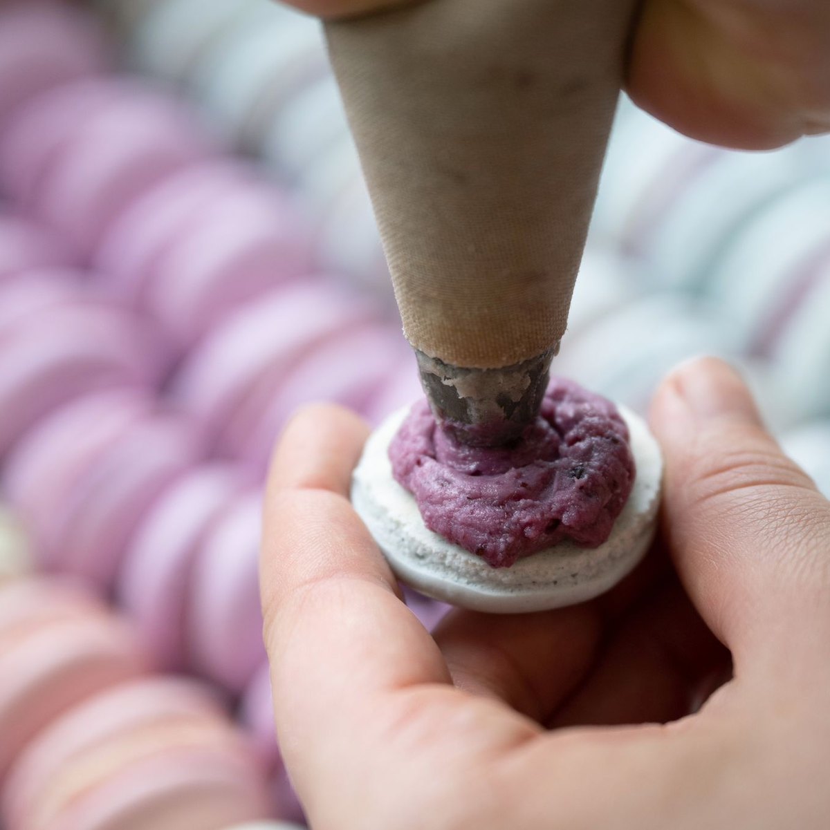 Das Baisergebäck Macaron wird in einer Bäckerei mit einer Spritztüte befüllt. (Archivbild) - Foto: Sebastian Kahnert/dpa
