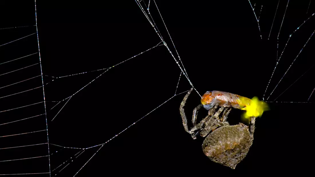 Die Spinne Araneus ventricosus verschnürt ein männliches Glühwürmchen.  - Bild: Xinhua Fu/Verlag Cell Press/dpa