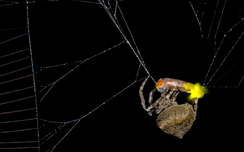 Die Spinne Araneus ventricosus verschnürt ein männliches Glühwürmchen. - Foto: Xinhua Fu/Verlag Cell Press/dpa Die Spinne Araneus ventricosus verschnürt ein männliches Glühwürmchen. - Foto: Xinhua Fu/Verlag Cell Press/dpa