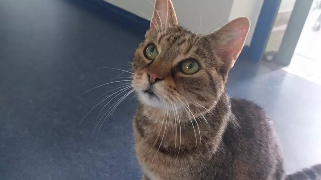 POL-VDMZ: (Katzen-) Halter gesucht - Bild: presseportal.de