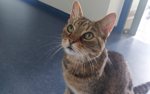 POL-VDMZ: (Katzen-) Halter gesucht - Foto: presseportal.de