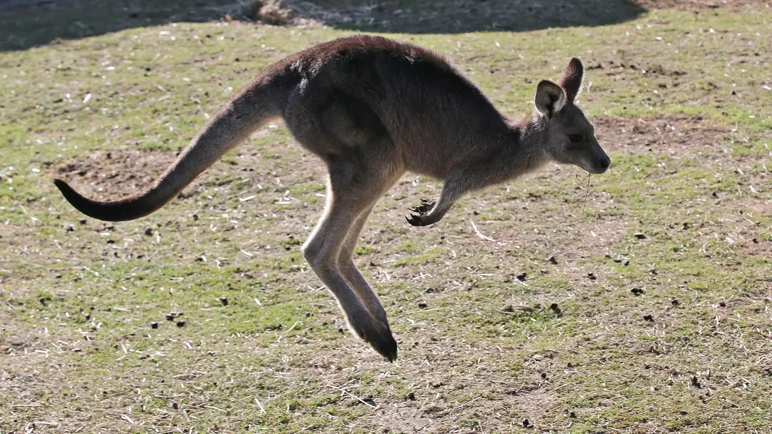 In Australien vergeben die Behörden Lizenzen zum Töten von Kängurus. (Archivbild) - Bild: Rob Griffith/AP/dpa