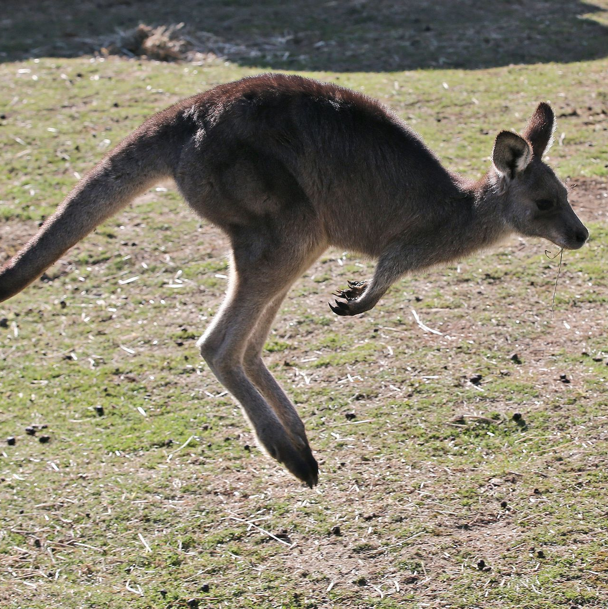 In Australien vergeben die Behörden Lizenzen zum Töten von Kängurus. (Archivbild) - Foto: Rob Griffith/AP/dpa