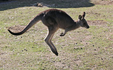In Australien vergeben die Behörden Lizenzen zum Töten von Kängurus. (Archivbild) - Foto: Rob Griffith/AP/dpa