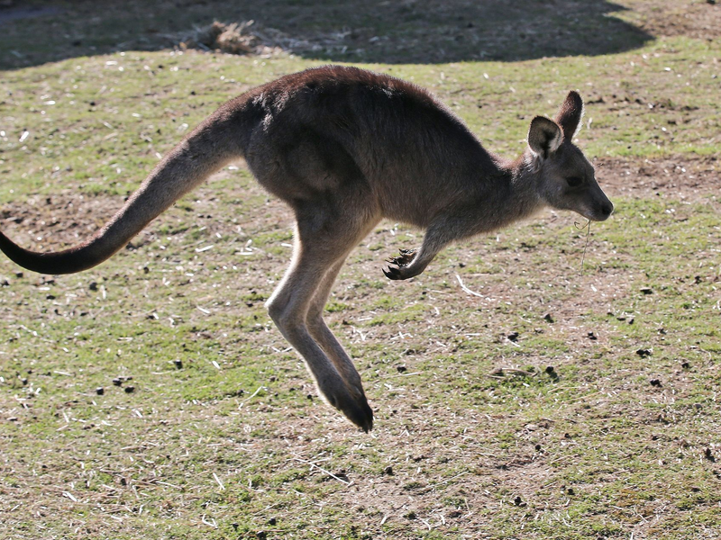 In Australien vergeben die Behörden Lizenzen zum Töten von Kängurus. (Archivbild) - Foto: Rob Griffith/AP/dpa