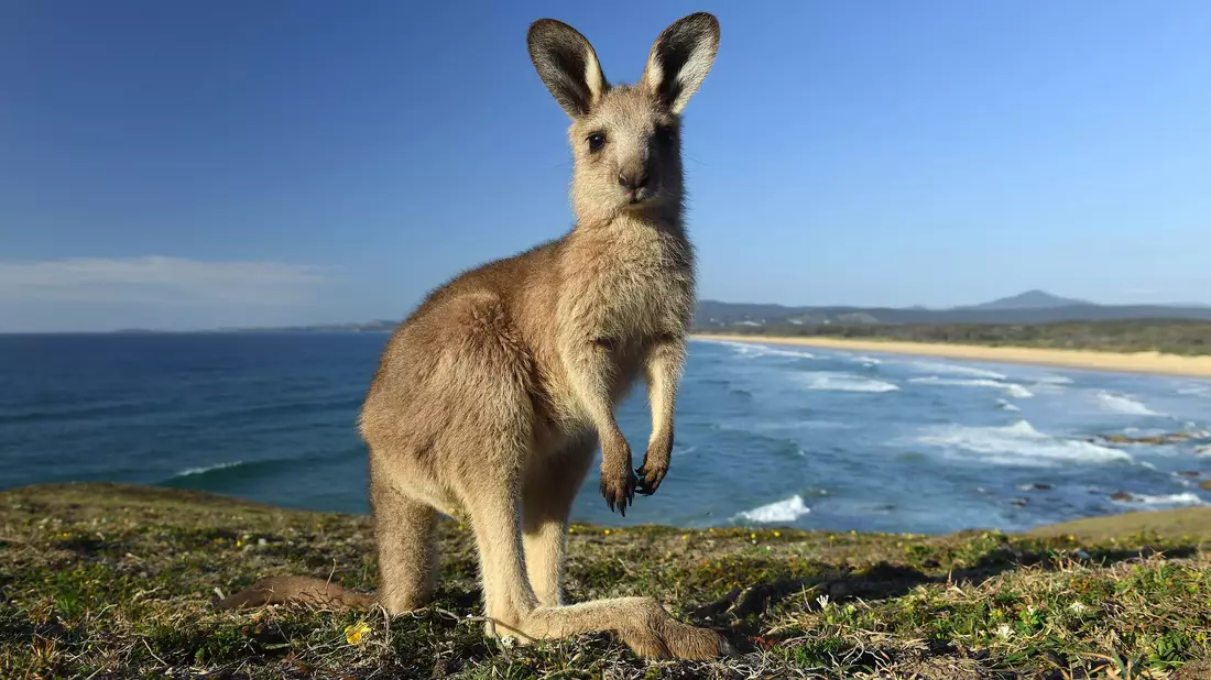 Kängurus gelten bei vielen Farmern in Australien als Plage. (Archivbild) - Bild: Dave Hunt/AAP/dpa