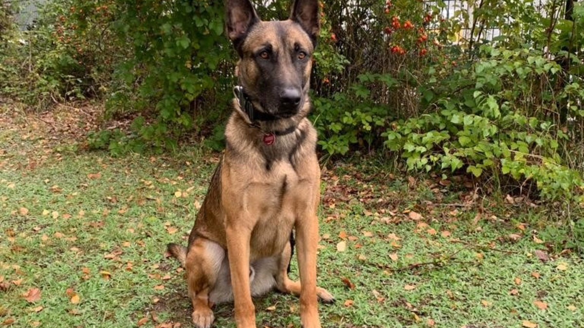 HZA-K: Zollspürhund Joep landet Volltreffer am Flughafen Köln / Knapp 44.000 unversteuerte Zigaretten und rund 1.000 unversteuerte Zigarren in nur einer Nacht in Paketen erschnüffelt - Foto: presseportal.de