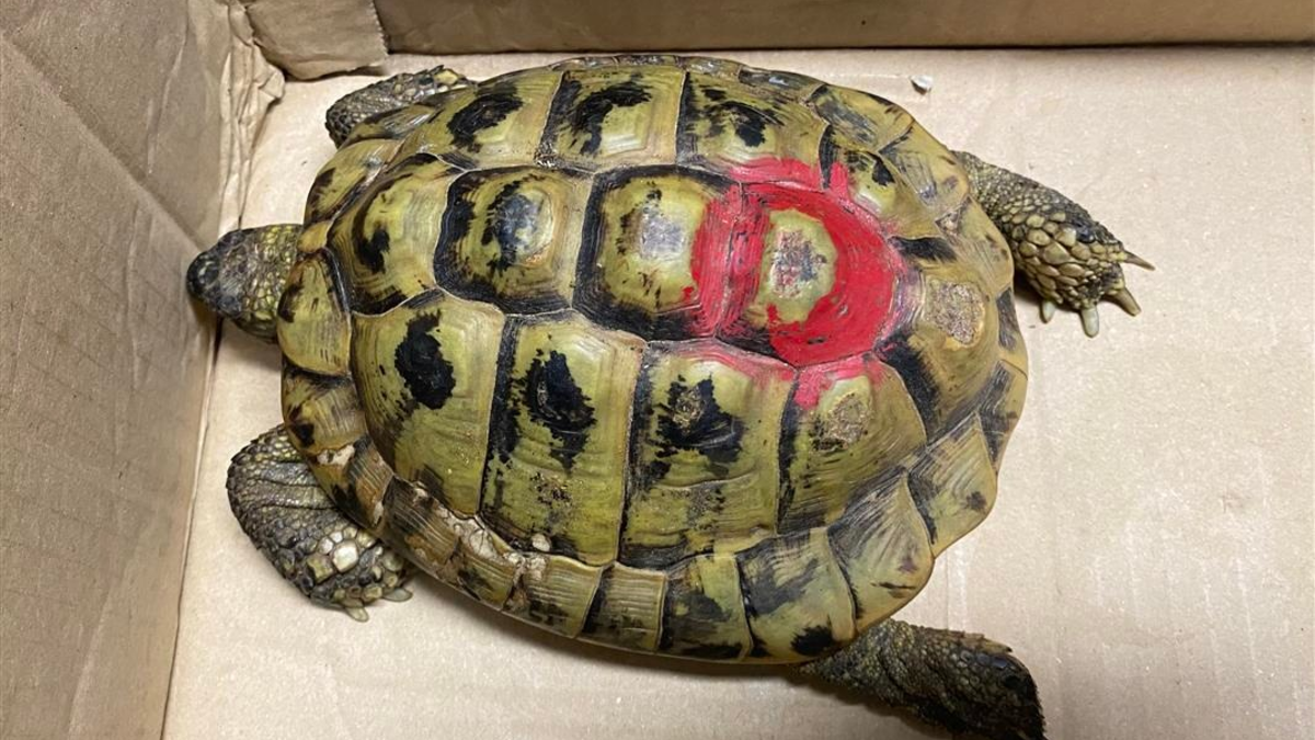 POL-PDMT: Mündersbach - Fund einer Schildkröte - Eigentümer gesucht! - Foto: presseportal.de