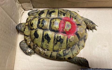 POL-PDMT: Mündersbach - Fund einer Schildkröte - Eigentümer gesucht! - Foto: presseportal.de