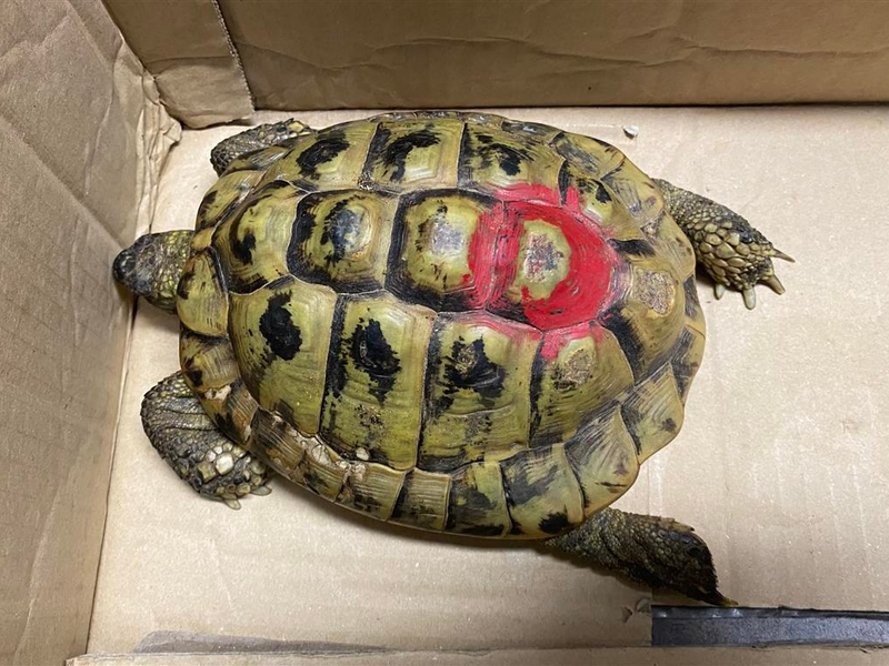 POL-PDMT: Mündersbach - Fund einer Schildkröte - Eigentümer gesucht! - Foto: presseportal.de