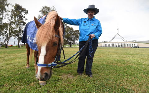 Die Zahl der «Brumbies» soll drastisch reduziert werden. (Archivbild) - Foto: picture alliance / dpa