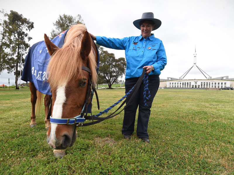 Die Zahl der «Brumbies» soll drastisch reduziert werden. (Archivbild) - Foto: picture alliance / dpa