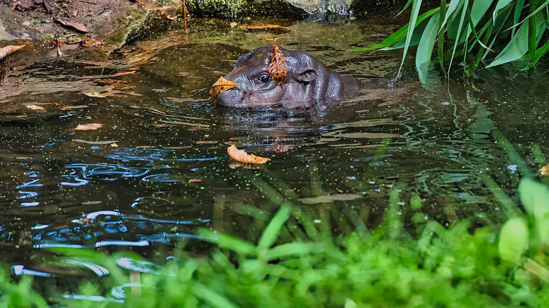 Besucher können Toni am besten zwischen 10 und 12 Uhr im Berliner Zoo beobachten. - Bild: Paul Zinken/dpa