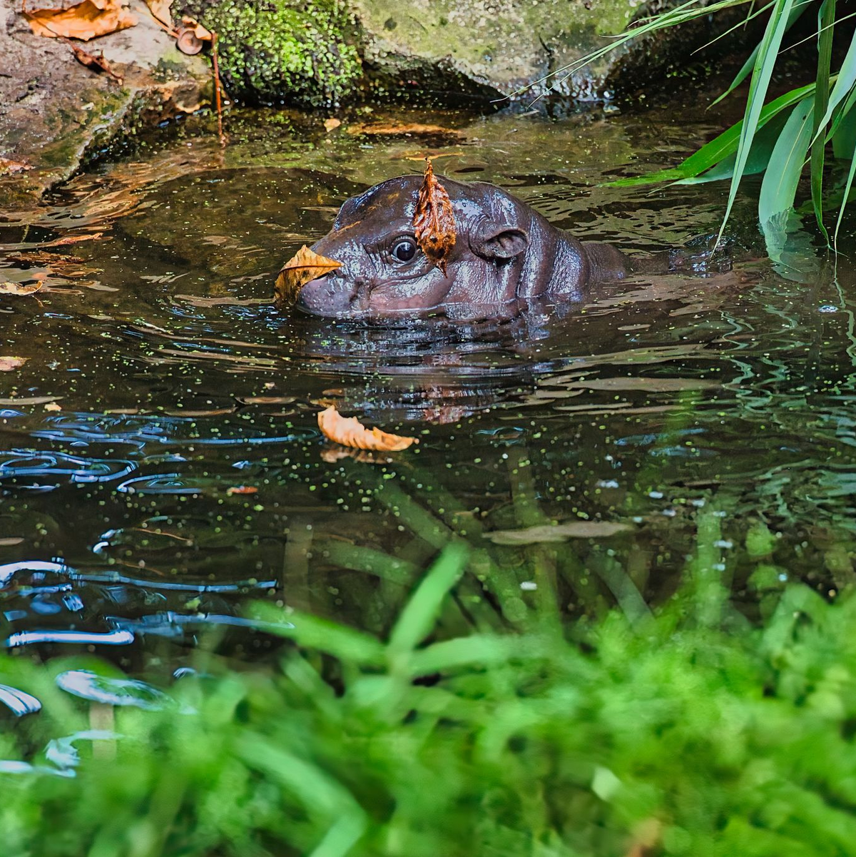 Besucher können Toni am besten zwischen 10 und 12 Uhr im Berliner Zoo beobachten. - Foto: Paul Zinken/dpa