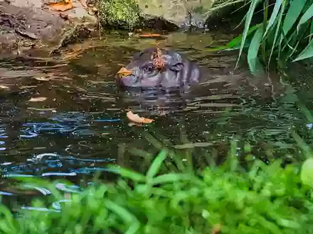 Besucher können Toni am besten zwischen 10 und 12 Uhr im Berliner Zoo beobachten. - Foto: Paul Zinken/dpa