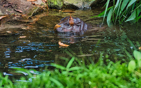 Besucher können Toni am besten zwischen 10 und 12 Uhr im Berliner Zoo beobachten. - Foto: Paul Zinken/dpa