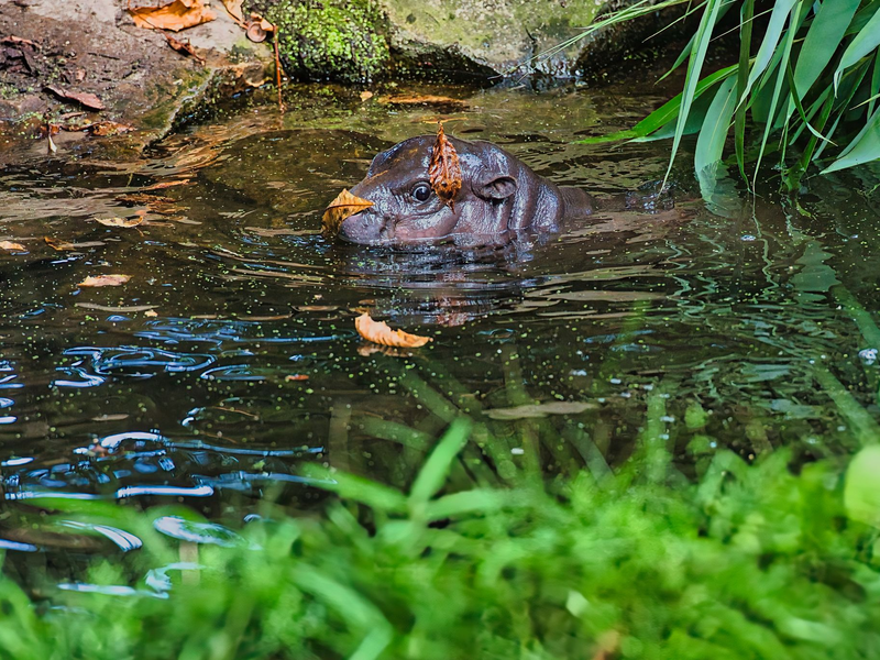Besucher können Toni am besten zwischen 10 und 12 Uhr im Berliner Zoo beobachten. - Foto: Paul Zinken/dpa
