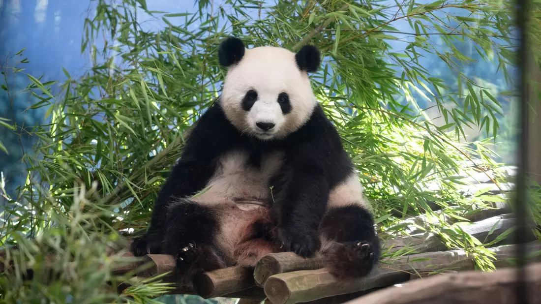 Die schwangere Panda-Dame braucht aktuell viel Ruhe. - Bild: Sebastian Gollnow/dpa