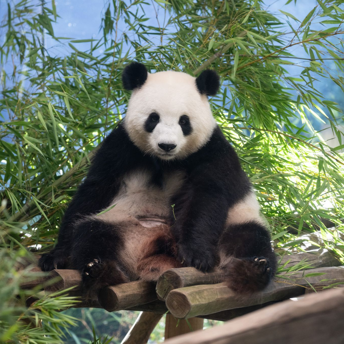 Die schwangere Panda-Dame braucht aktuell viel Ruhe. - Foto: Sebastian Gollnow/dpa