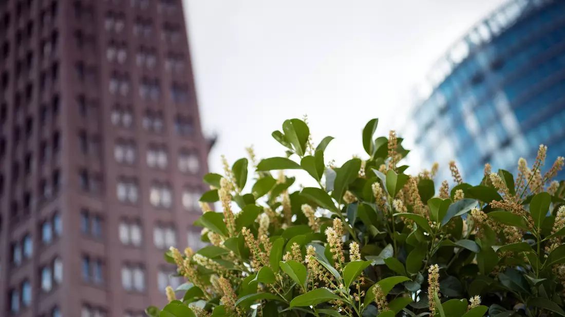 Kirschlorbeer ist ain Deutschland vor allem als blickdichte Hecke beliebt. (Archivbild) - Bild: picture alliance / dpa