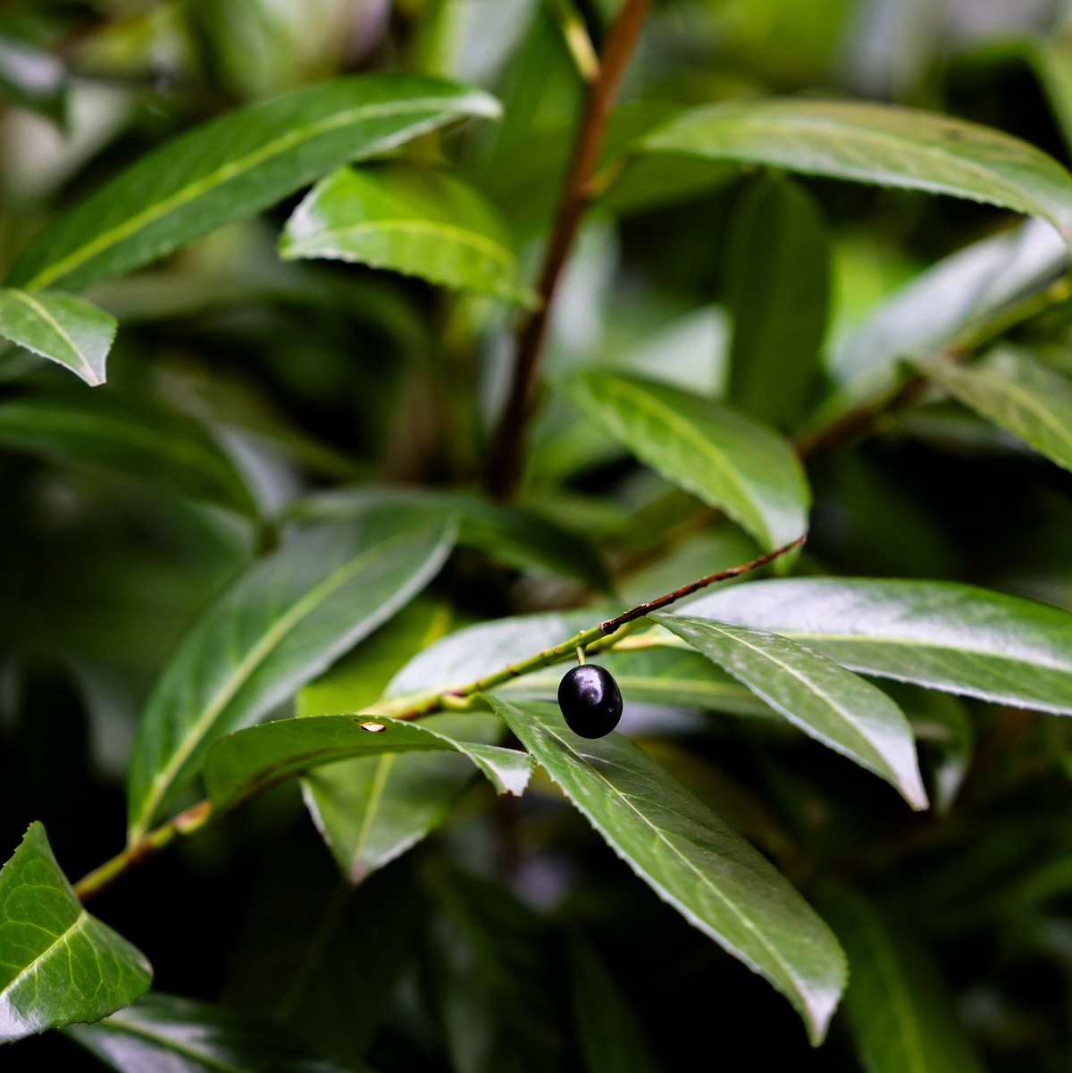 Kirschlorbeer war 2013 nach einer Umfrage die «Giftpflanze des Jahres». - Foto: Christoph Reichwein/dpa