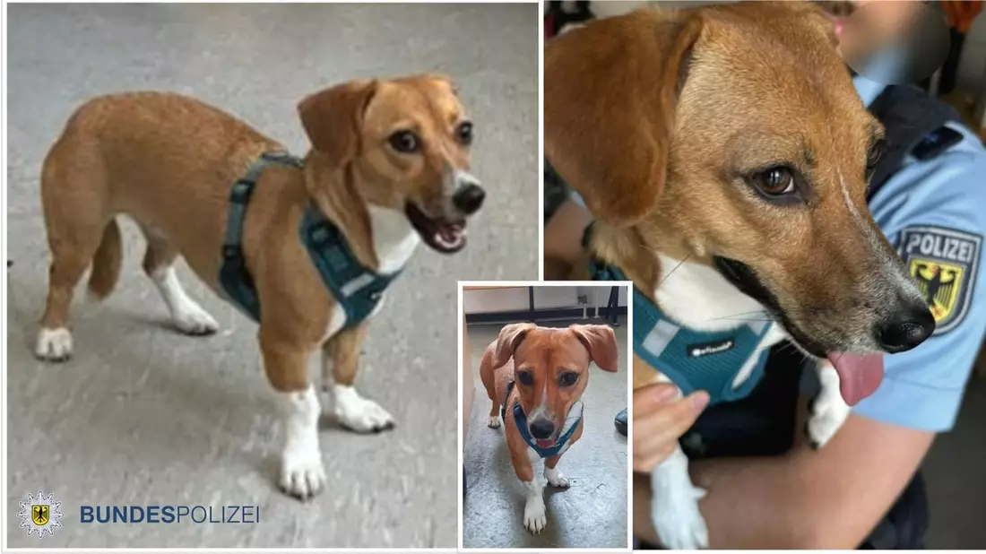 Bundespolizeidirektion München: Fundhund Nala wartet im Tierheim / Vierbeiner allein im Hauptbahnhof unterwegs - Bild: presseportal.de